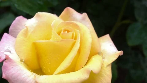 Super slow motion of beautiful pink-yellow rose in rain close up Stock Footage 75451160