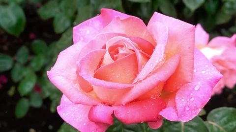 Super slow motion of beautiful raindrops falling on pink rose Video stock 77289530