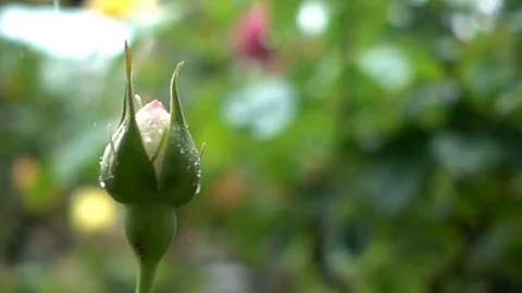Super slow motion of beautiful red rosebud with falling rain drop. Video stock 75419078