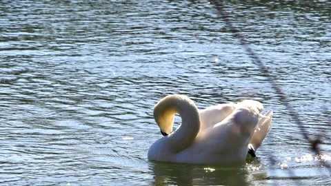 Super slow motion of Beautiful white swan shaking his head Stock Footage 151721379