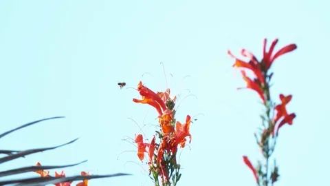 Super slow motion bee and Californian flowers Stock Footage 83998385