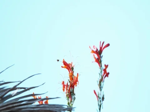 Super slow motion bee and Californian flowers Stock Footage 83998419