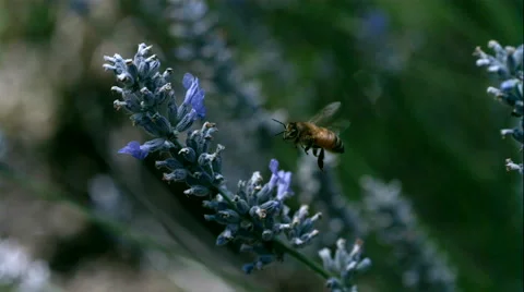 Super Slow Motion Bee on Flower Stock Footage 52692031