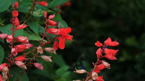 Super slow motion of bee on a flower Stock Footage 90487125