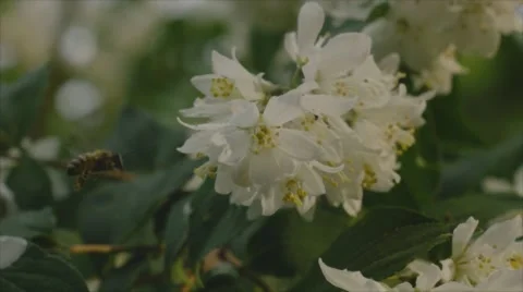 Super slow motion of a bee flying on a flower Stock Footage 64535309
