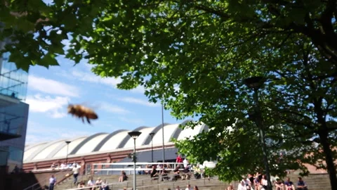 Super Slow Motion, Bee, Manchester in Summertime 13 動画素材 219025127