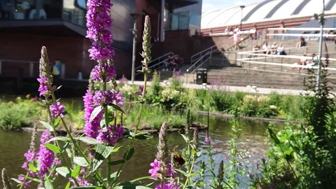 Super Slow Motion, Bee, Manchester in Summertime 4 動画素材 219025425