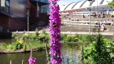 Super Slow Motion, Bee, Manchester in Summertime 1 動画素材 219025426