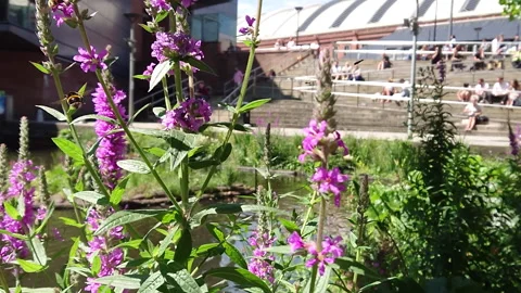 Super Slow Motion, Bee, Manchester in Summertime 3 動画素材 219025428