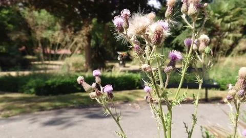 Super Slow Motion, Bee, Manchester in Summertime 5 動画素材 219025451