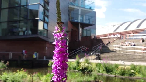 Super Slow Motion, Bee, Manchester in Summertime 2 動画素材 219025453