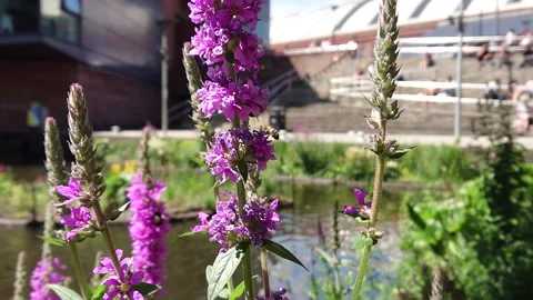 Super Slow Motion, Bee, Manchester in Summertime 6 動画素材 219025521