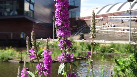 Super Slow Motion, Bee, Manchester in Summertime 7 動画素材 219025527