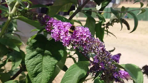 Super Slow Motion, Bee, Manchester in Summertime 8 動画素材 219025529