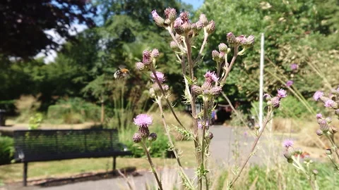 Super Slow Motion, Bee, Manchester in Summertime 9 動画素材 219025553