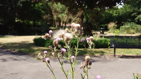 Super Slow Motion, Bee, Manchester in Summertime 11 動画素材 219025599