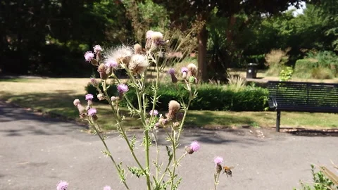 Super Slow Motion, Bee, Manchester in Summertime 12 動画素材 219025608