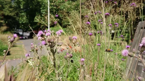 Super Slow Motion, Bee, Manchester in Summertime 14 動画素材 219025634
