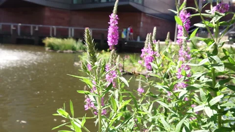 Super Slow Motion, Bee, Manchester in Summertime 15 動画素材 219025635