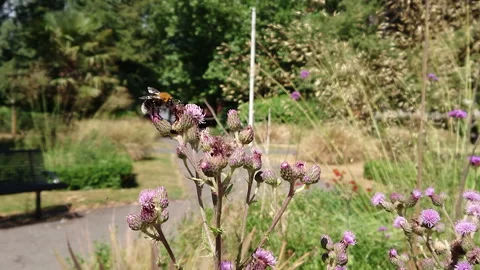 Super Slow Motion, Bee, Manchester in Summertime 16 動画素材 219025675