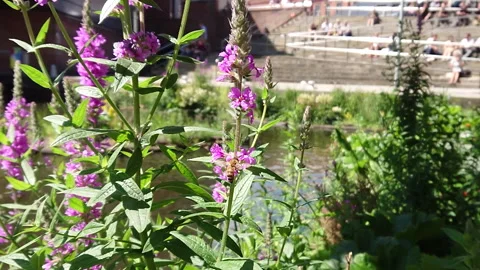 Super Slow Motion, Bee, Manchester in Summertime 18 動画素材 219025695