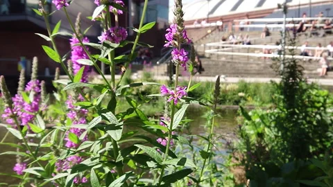 Super Slow Motion, Bee, Manchester in Summertime 20 動画素材 219025709