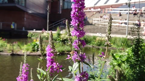 Super Slow Motion, Bee, Manchester in Summertime 19 Stock Footage 219025710
