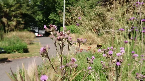 Super Slow Motion, Bee, Manchester in Summertime 21 動画素材 219025766