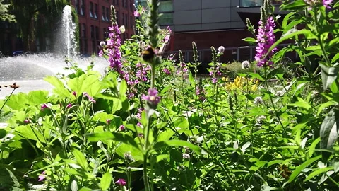 Super Slow Motion, Bee, Manchester in Summertime 22 動画素材 219025774