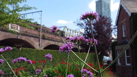 Super Slow Motion, Bee, Manchester in Summertime 24 動画素材 219025795