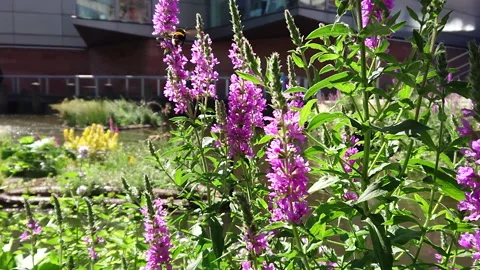 Super Slow Motion, Bee, Manchester in Summertime 23 動画素材 219025806