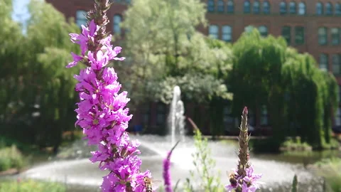 Super Slow Motion, Bee, Manchester in Summertime 25 動画素材 219025807