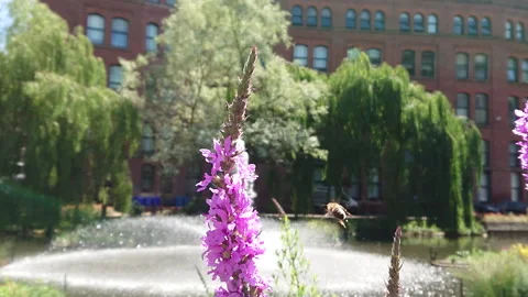 Super Slow Motion, Bee, Manchester in Summertime 27 Stock Footage 219025921