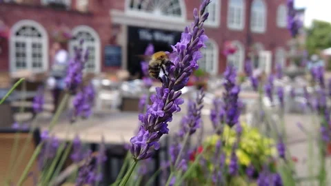 Super Slow Motion, Bee, Manchester in Summertime 29 動画素材 219025963