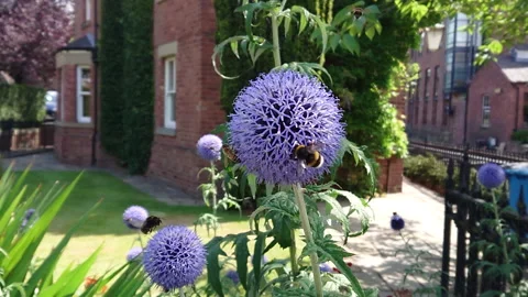 Super Slow Motion, Bee, Manchester in Summertime 28 動画素材 219025964