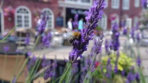 Super Slow Motion, Bee, Manchester in Summertime 30 動画素材 219025971