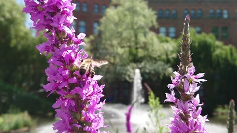 Super Slow-Motion Bee. Manchester in Summertime 31 動画素材 219026023