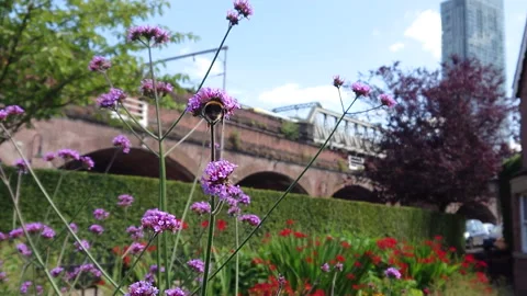 Super Slow Motion, Bee, Manchester in Summertime 32 動画素材 219026025