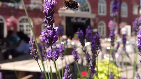 Super Slow Motion, Bee, Manchester in Summertime 33 動画素材 219026053