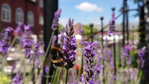 Super Slow Motion, Bee, Manchester in Summertime 35 動画素材 219026054