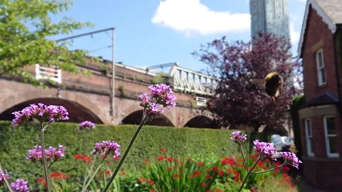 Super Slow Motion, Bee, Manchester in Summertime 34 動画素材 219026055