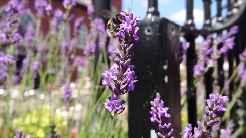 Super Slow Motion, Bee, Manchester in Summertime 36 動画素材 219026086