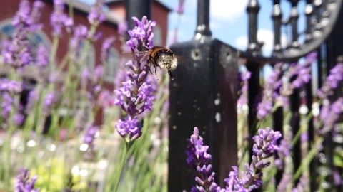 Super Slow Motion, Bee, Manchester in Summertime 37 動画素材 219026091