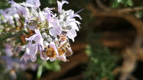Super slow motion of a bee on a rosemary plant Stock Footage 105221481