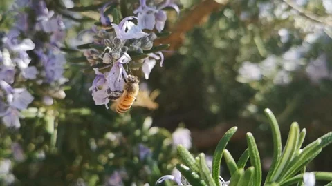 Super slow motion of a bee on a rosemary plant Stock Footage 105221482
