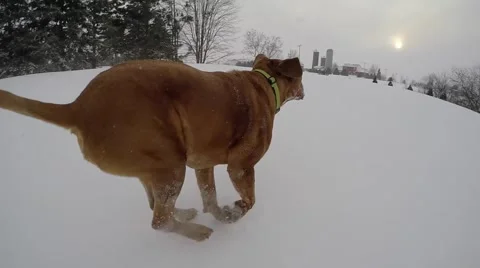 Super slow motion big red mastiff playing in the snow Stock Footage 46499737