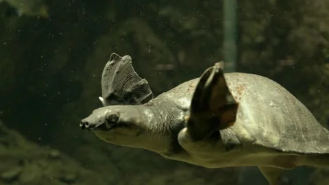 Super Slow motion big turtle diving under water sea, water wildlife Video stock 274809849