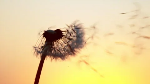 Super slow motion of bloomed dandelion with flying seeds in sunset Stock Footage 240818024
