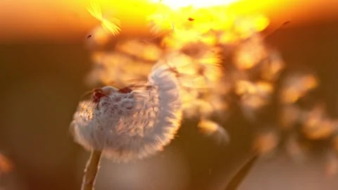 Super slow motion of bloomed dandelion with flying seeds in sunset Stock Footage 240818436