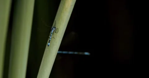 Super Slow Motion Blue Damselfly With Delicate Wings. Closeup Of Damselfly 動画素材 335848318